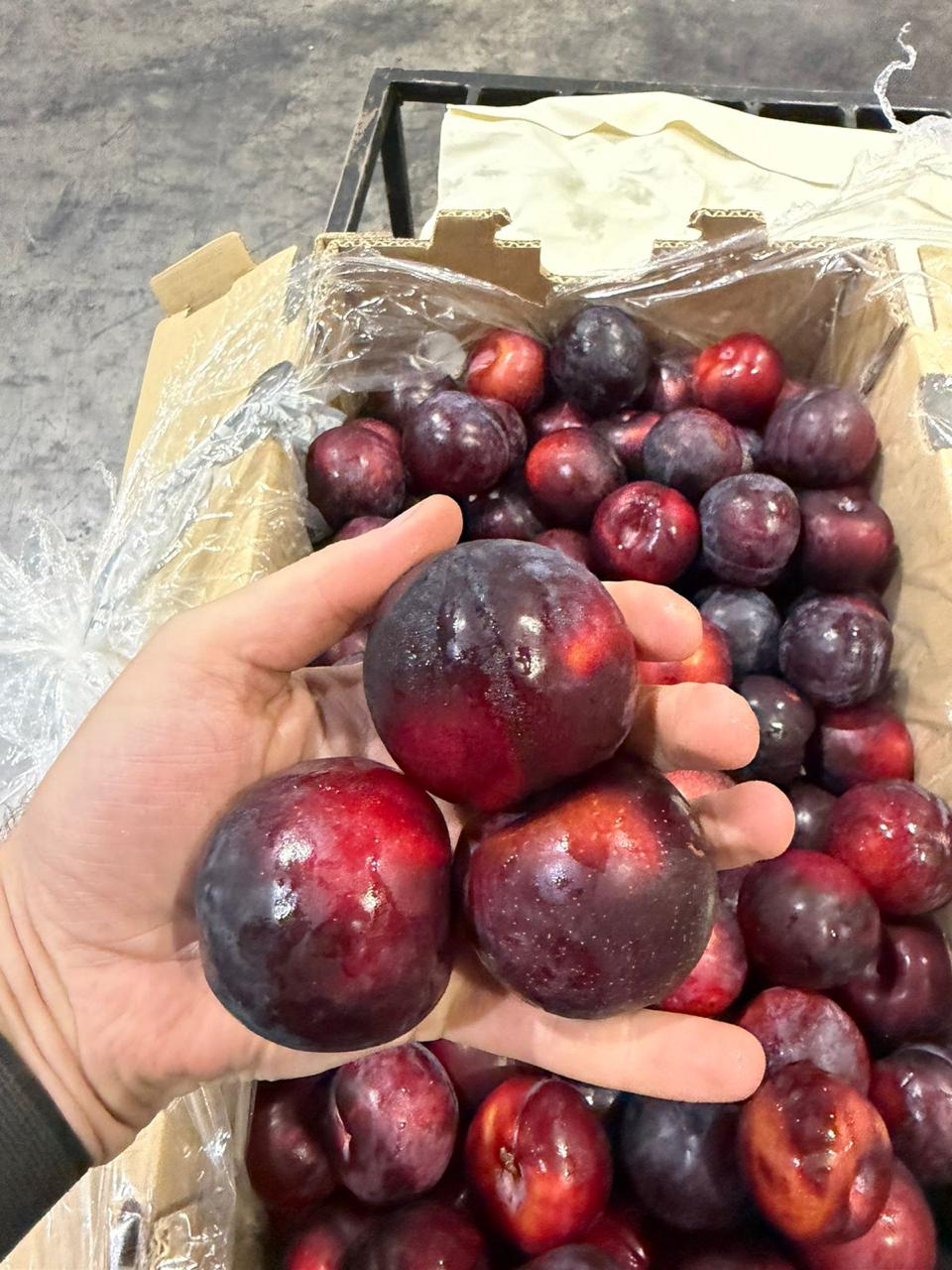 Ameixas selecionadas na mão do comprador
