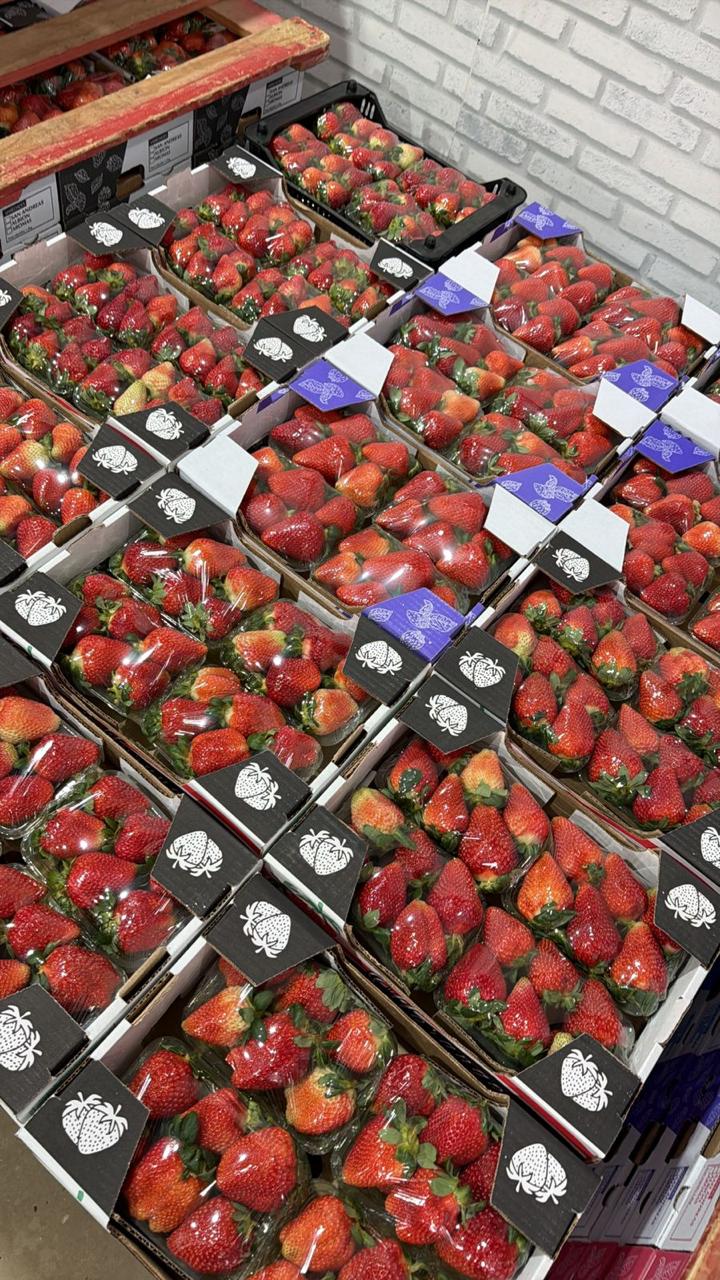 Bandejas de morango prontas para distribuição